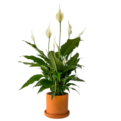 Barış Çiçeği - Ruby Terra Cotta Saksılı- Spathiphyllum - 1