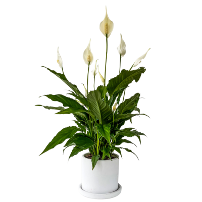 Barış Çiçeği - Ruby Beyaz Saksılı- Spathiphyllum - 1