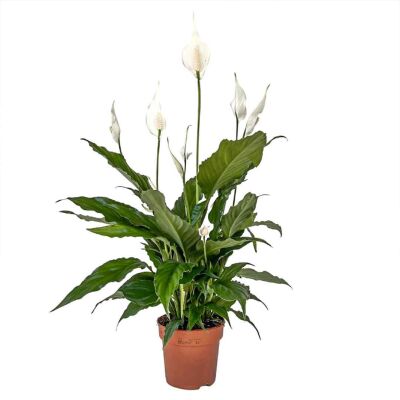 Barış Çiçeği - Spathiphyllum 50-70cm - 1
