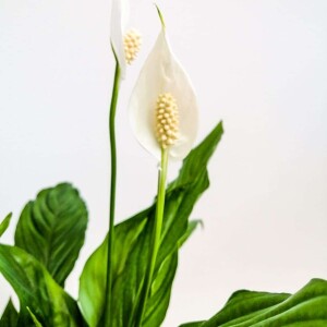 Barış Çiçeği - Spathiphyllum 50-70cm - 2