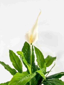 Barış Çiçeği - Spathiphyllum 50-70cm - 3