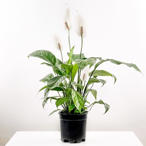 Barış Çiçeği - Spathiphyllum 60-80cm - Fidan Burada