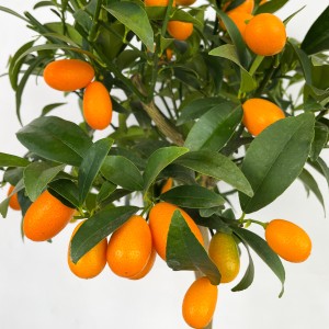 Baston Kumkuat İTHAL - (Citrus fortunella) - Thumbnail