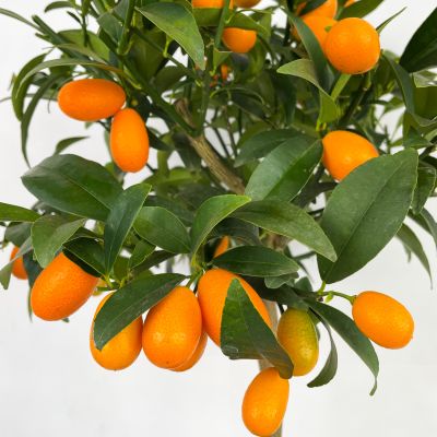 Baston Kumkuat İTHAL - (Citrus fortunella)