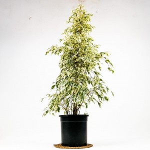 Ficus Benjamina Starlight - Benjamin Bitkisi 140-160 Cm - 1
