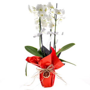 Beyaz Orkide - Hediye Paketli - White Orchid - Fidan Burada