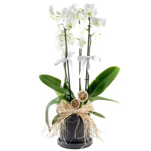 Beyaz Orkide - Ruby Antrasit Saksılı - White Orchid - 1