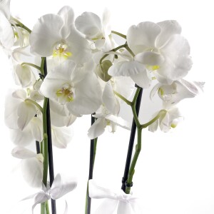 Beyaz Orkide - Ruby Antrasit Saksılı - White Orchid - 3