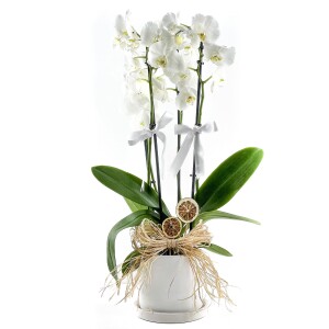 Beyaz Orkide - Ruby Beyaz Saksılı - White Orchid - 1
