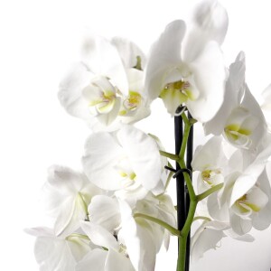 Beyaz Orkide - Ruby Beyaz Saksılı - White Orchid - 2