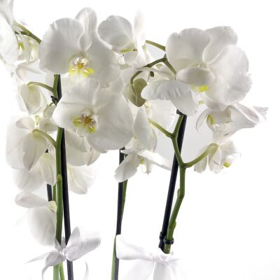 Beyaz Orkide - Ruby Beyaz Saksılı - White Orchid - 3