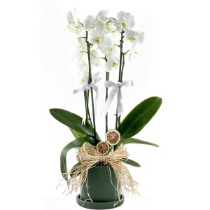 Beyaz Orkide - Ruby Yeşil Saksılı - White Orchid - 1