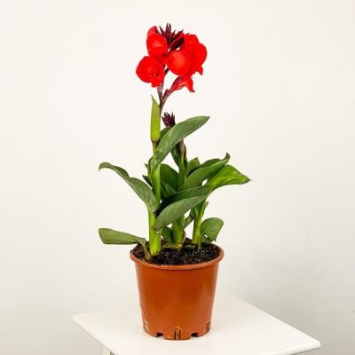 Bodur Kana Tesbih Çiçeği Kırmızı - 1