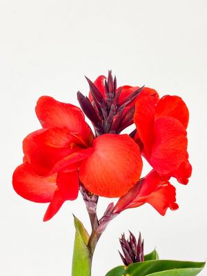 Bodur Kana Tesbih Çiçeği Kırmızı - 2