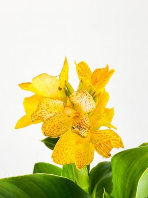 Bodur Kana Tesbih Çiçeği Sarı - 2