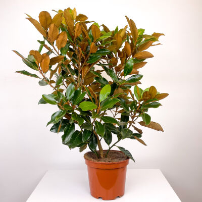 Büyük Çiçekli Manolya (Magnolia Grandiflora) - 1