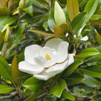 Büyük Çiçekli Manolya (Magnolia Grandiflora) - 2