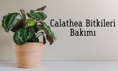 Calathea Bitkileri Bakımı