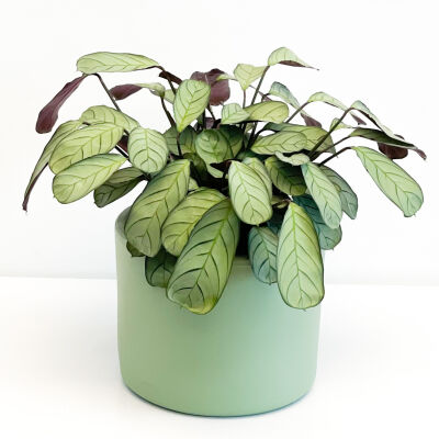 Calathea Ctenanthe Setosa Grey Star - Mint Yeşili Ruby Saksılı 30-40cm - 1