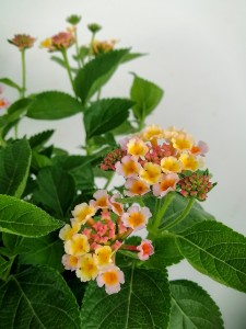 Çalı Minesi Lantana Çiçeği Beyaz-Lila - 2