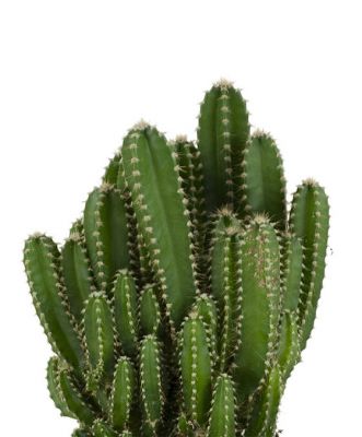 Cereus Peruvianus -Florida-Radrasyon Emici Kaktüs - 3