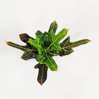 Kraton Excellent-Codiaeum variegatum Excellent 30-40 Cm - 3