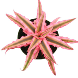 Cryptanthus Bivittatus 'Pink Star' - Fidan Burada