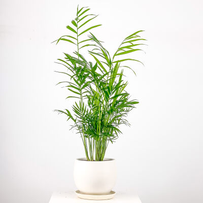 Dağ Palmiyesi - Curvy Beyaz Saksılı 60-80cm Chamaedorea Elegans - 1