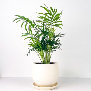 Fidan Burada - Dağ Palmiyesi - Curvy Beyaz Saksılı Chamaedorea Elegans İthal-30-40 cm