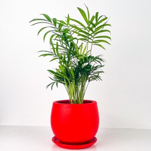 Fidan Burada - Dağ Palmiyesi - Curvy Kırmızı Saksılı Chamaedorea Elegans İthal-30-40 cm