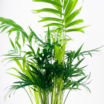 Dağ Palmiyesi - Curvy Mint Yeşili Saksılı Chamaedorea Elegans İthal-30-40 cm - 2