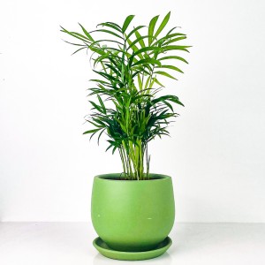 Dağ Palmiyesi - Curvy Mint Yeşili Saksılı Chamaedorea Elegans İthal-30-40 cm - 1