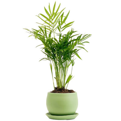 Dağ Palmiyesi - Curvy Yeşil Saksılı 40-60cm Chamaedorea Elegans - 1