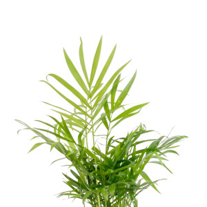 Dağ Palmiyesi - Curvy Yeşil Saksılı 40-60cm Chamaedorea Elegans - 2