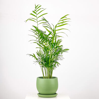 Dağ Palmiyesi - Curvy Yeşil Saksılı 60-80cm Chamaedorea Elegans - 1