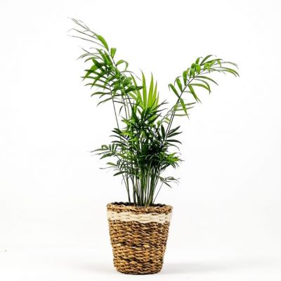 Dağ Palmiyesi Lanesse Beyaz Hasır Saksılı Chamaedorea Elegans 40-50cm - 1