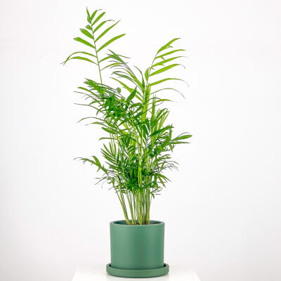 Dağ Palmiyesi - Ruby Mint Yeşili Saksılı 60-80cm Chamaedorea Elegans - 1