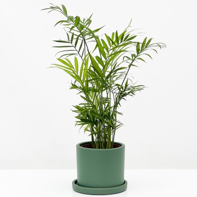 Dağ Palmiyesi - Ruby Yeşil Saksılı 30-40cm Chamaedorea Elegans - 1