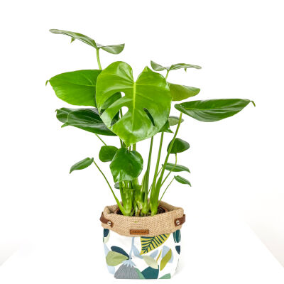 Deve Tabanı Bitkisi - Yaprak Desenli Plant Basket - 40-50cm - 1