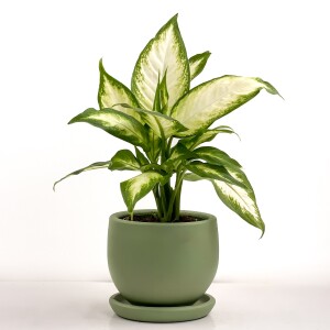 Difenbahya Bitkisi (Dieffenbachia Camilla) - Curvy Yeşil Saksılı 30-40 cm - Fidan Burada