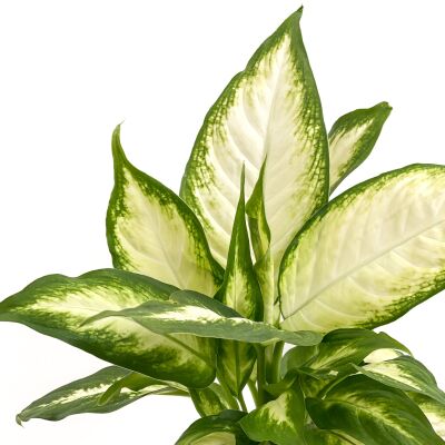 Difenbahya Bitkisi (Dieffenbachia Camilla) - Curvy Yeşil Saksılı 30-40 cm - 2