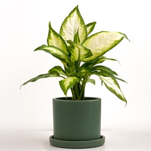 Difenbahya Bitkisi (Dieffenbachia Camilla) - Ruby Yeşil Saksılı 30-40 cm - Fidan Burada