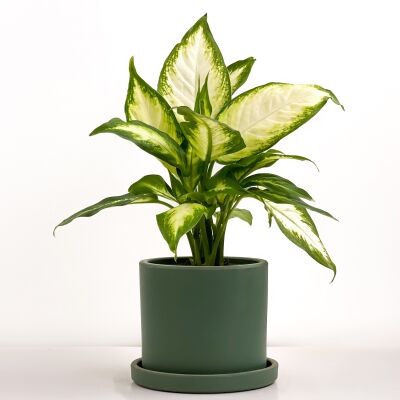 Difenbahya Bitkisi (Dieffenbachia Camilla) - Ruby Yeşil Saksılı 30-40 cm - 1