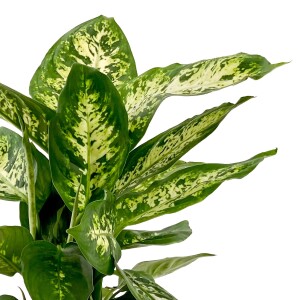 Difenbahya Bitkisi (Dieffenbachia Compacta) Ruby Yeşil Saksılı 30-40cm - 2