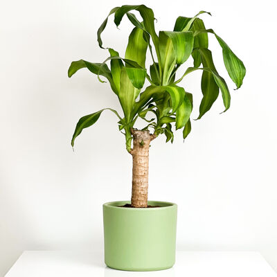 Dracaena Massengeana Bitkisi-Tek Gövdeli-Mint Yeşili Ruby Saksılı 60-80 cm - 1