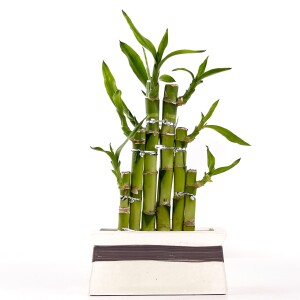 'Dracaena Sanderiana' Lucky Bamboo - Şans Bambusu Seramik Dikdörtgen Beyaz Saksılı - Fidan Burada