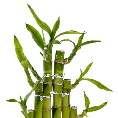'Dracaena Sanderiana' Lucky Bamboo - Şans Bambusu Seramik Dikdörtgen Beyaz Saksılı - 2