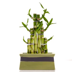 'Dracaena Sanderiana' Lucky Bamboo - Şans Bambusu Seramik Dikdörtgen Yeşil Saksılı - Fidan Burada
