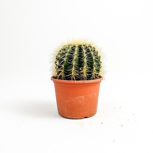 Echinocactus Grusonii-Ekinoks Kaktüs-14 cm Çap - 1
