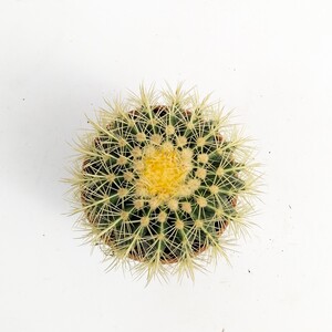 Echinocactus Grusonii-Ekinoks Kaktüs-14 cm Çap - 3